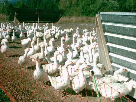 Unsere Bio Weidegänse mit Elektrozaun und Schattendach