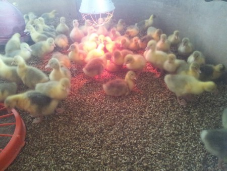 Gänseküken -Einstreu -Dinkelschalen